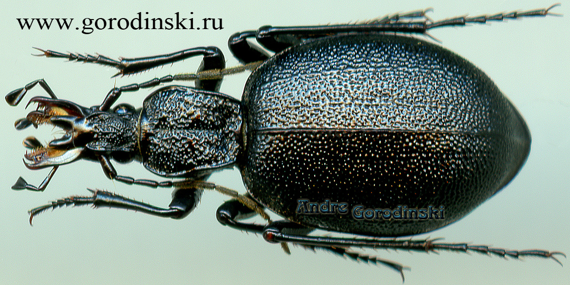http://www.gorodinski.ru/carabidae/Cychrus zoigeicus mewaensis.jpg